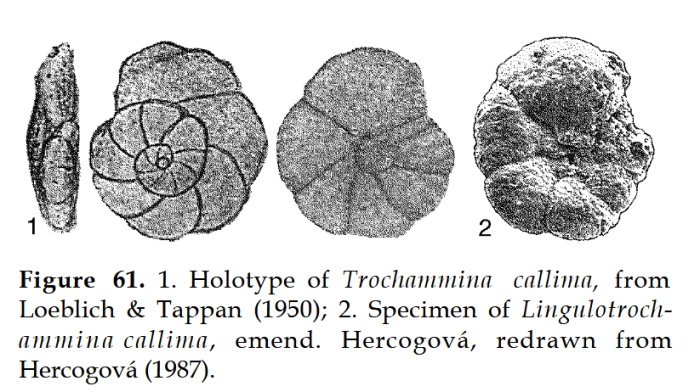 Lingulotrochammina callima (Loeb. &amp; Tap.) em. Hercogová, 1987