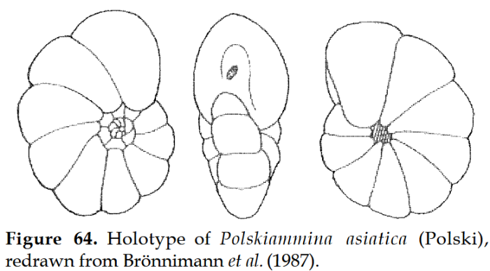 Polskiammina asiatica (Polski, 1959)