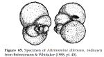 Alterammina alternans (Earland, 1934)