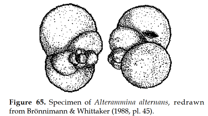 Alterammina alternans (Earland, 1934)