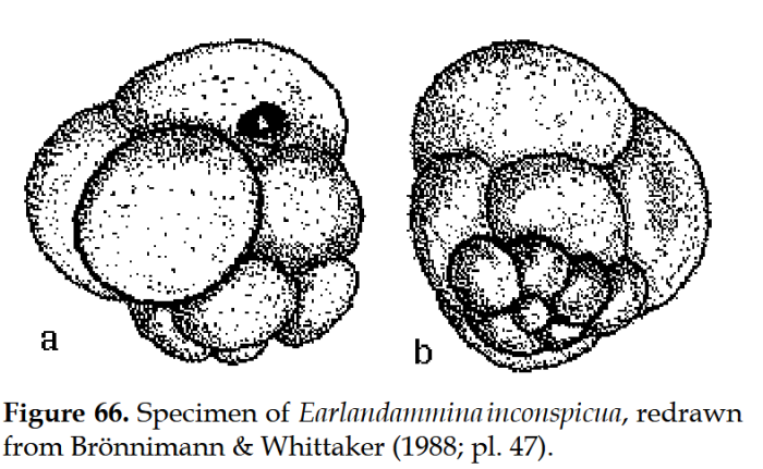 Earlandammina inconspicua (Earland, 1934) Earlandammina inconspicua (Earland, 1934)