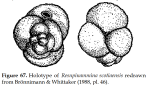 Resupinammina scotiaensis Brönnimann & Whittaker, 1988