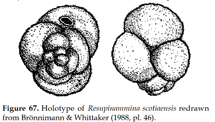 Resupinammina scotiaensis Brönnimann &amp; Whittaker, 1988