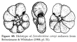Zavodovskina careyi Brönnimann & Whittaker, 1988