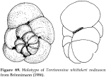 Toretammina whittakeri Brönnimann, 1986