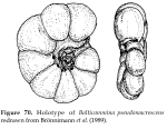 Balticammina pseudomacrescens Brönnimann, Lutze & Whittaker, 1989