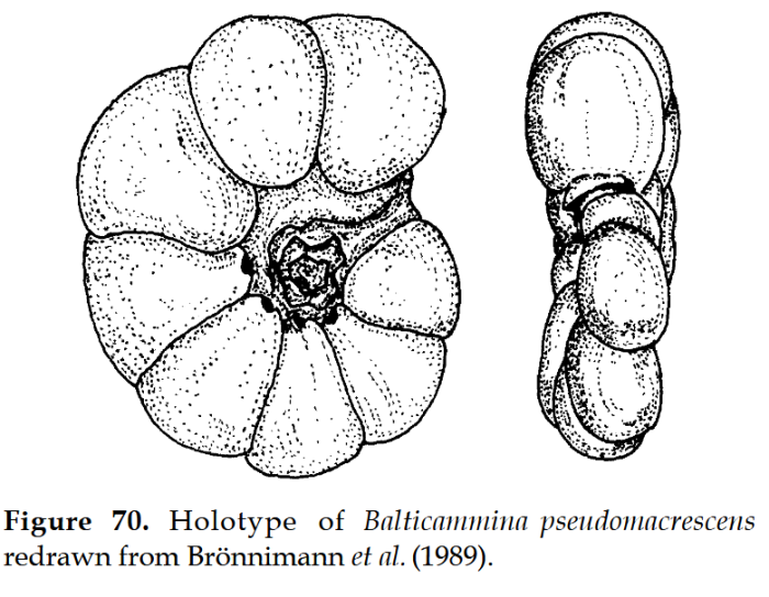 Balticammina pseudomacrescens Brönnimann, Lutze &amp; Whittaker, 1989