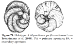 Abyssotherma pacifica Brönnimann, Van Dover & Whittaker, 1989