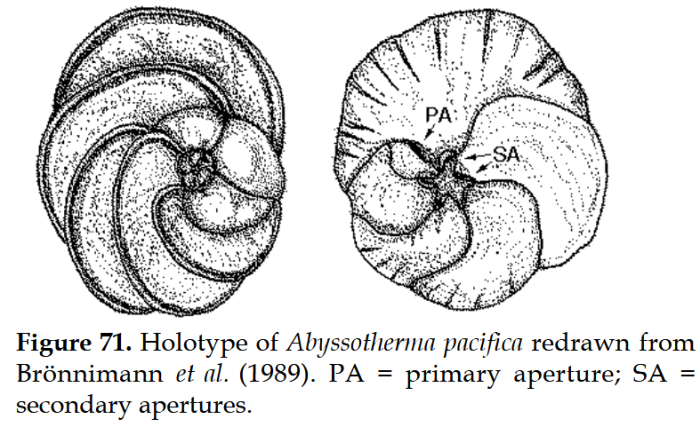 Abyssotherma pacifica Brönnimann, Van Dover &amp; Whittaker, 1989
