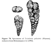 Palustrella palustris (Warren, 1957), author: Le Coze, François
