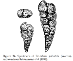 Palustrella palustris (Warren, 1957)