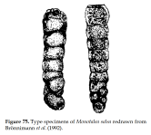 Monotalea salsa Brönnimann, Whittaker & Zaninetti, 1992, author: Le Coze, François