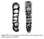 Monotalea salsa Brönnimann, Whittaker & Zaninetti, 1992