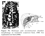 Anatoliella ozalpiensis Sirel, 1988