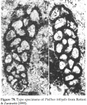 Piallina tethydis Rettori & Zaninetti, 1993