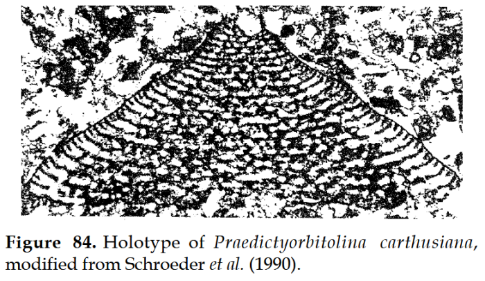 Praedictyorbitolina carthusiana Schroeder, 1990