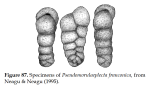 Pseudomorulaeplecta franconica (Gümbel, 1862)