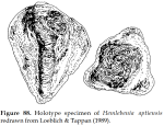 Hemlebenia aptiensis Loeblich & Tappan, 1989