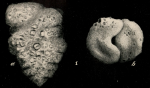 Gaudryina rudis Wright, 1900