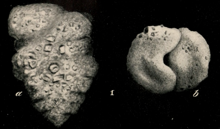 Gaudryina rudis Wright, 1900