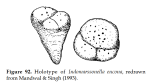 Indomarssonella eucona Mandwal & Singh, 1993