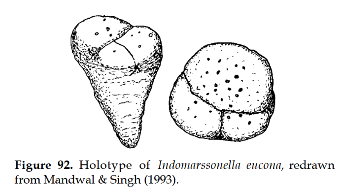 Indomarssonella eucona Mandwal &amp; Singh, 1993