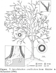 Spiculidendron corallicolum Rützler & Richardson, 1996