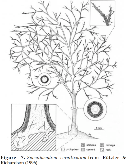 Spiculidendron corallicolum Rützler &amp; Richardson, 1996