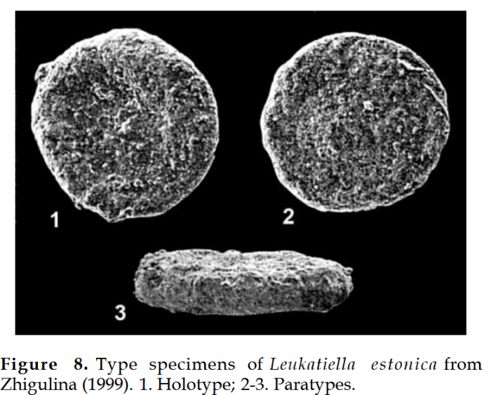 Luekatiella estonica Zhigulina, 1999