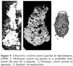 Titanotheca coimbrae Gaucher & Sprechmann, 1999