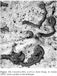 Ammodiscellites prolixus Resig & Glenn, 1997