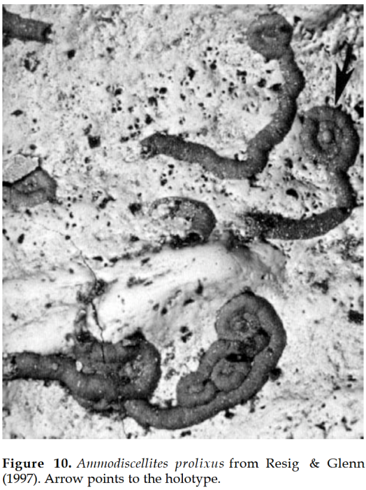 Ammodiscellites prolixus Resig &amp; Glenn, 1997