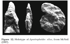Apostrophoides silus Mcneil, 1997, author: Le Coze, François