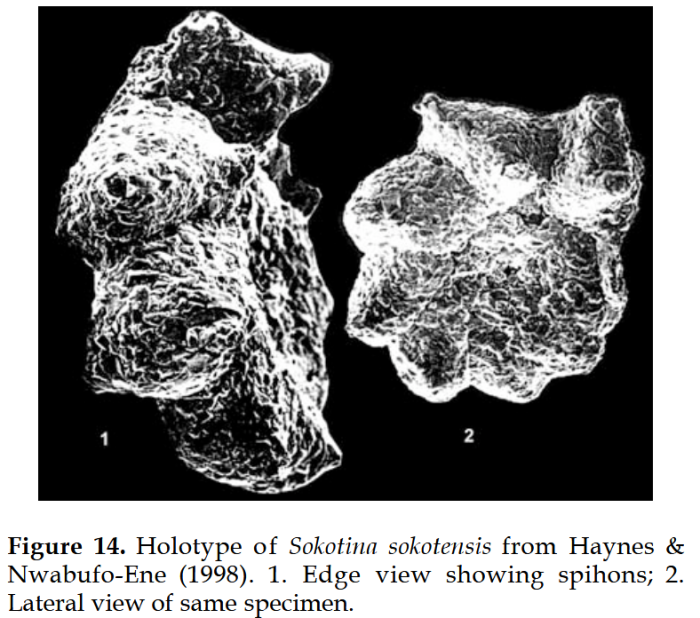 Sokotina sokotensis Haynes &amp; Nwabufo-Ene, 1998