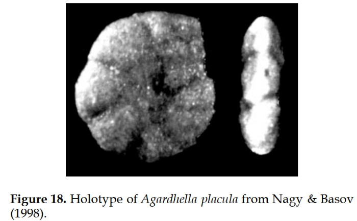 Agardhella placula Nagy &amp; Basov, 1998