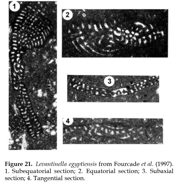 Levantinella egyptiensis (Fourcade, Arafa &amp; Sigal, 1984)