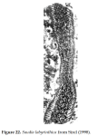 Thomasella labyrinthica (Grimsdale, 1952)