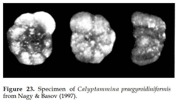 Calyptammina praegyroidiniformis (Bystrova &amp; Kossitskaja in Bystrova, 1984)
