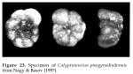 Calyptammina praegyroidiniformis (Bystrova & Kossitskaja in Bystrova, 1984)