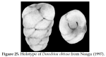 Danubina obtusa Neagu, 1997