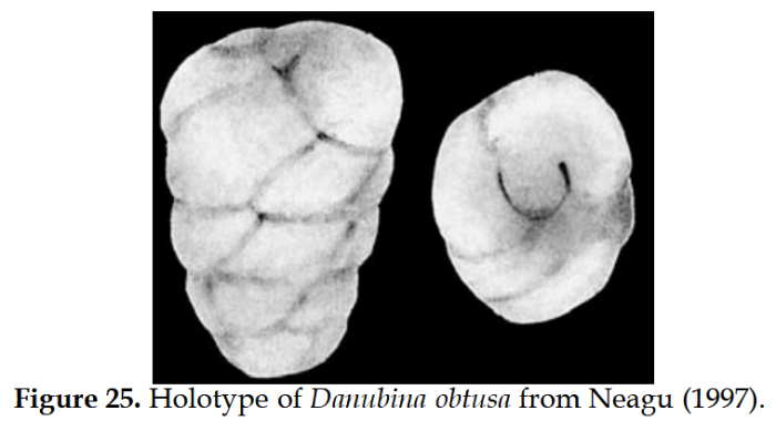 Danubina obtusa Neagu, 1997