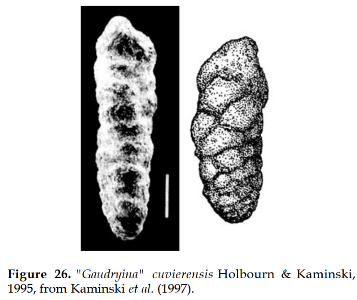 Neaguammina cuvierensis (Holbourn &amp; Kaminski, 1995)