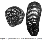 Ijdranella atlasica Bassoullet, Boutakiout & Echarfaoui, 1999