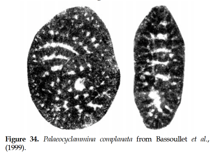 Palaeocyclammina complanata Bassoullet, Boutakiout &amp; Echarfaoui, 1999