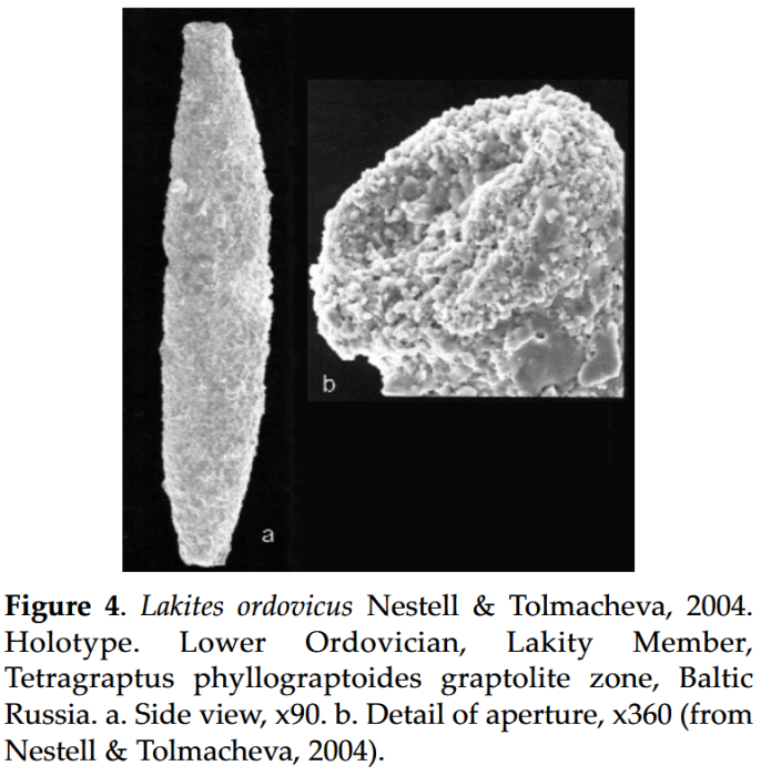 Lakites Nestell &amp; Tolmacheva, 2004