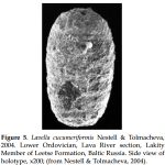 Lavella cucumeriformis Nestell & Tolmacheva, 2004