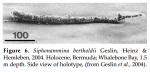 Siphonammina bertholdii Geslin, Heinz & Hemleben, 2004