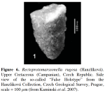 Rectoprotomarssonella rugosa (Hanzlíková, 1955)