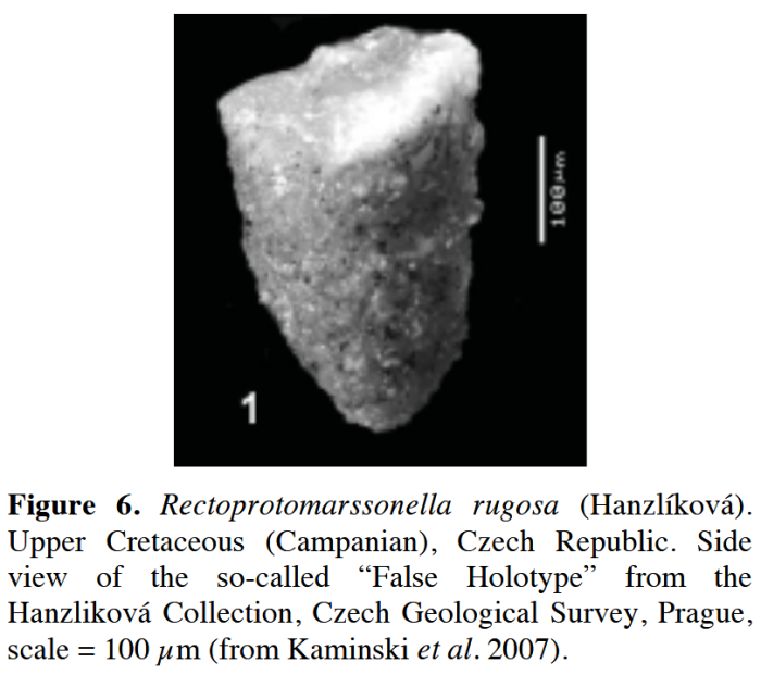 Rectoprotomarssonella rugosa (Hanzlíková, 1955)