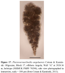 Plectoverneuilinella angolaensis Cetean & Kaminski, 2011